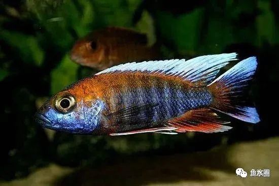 三湖慈鲷马鲷孔雀珍珠系能长多大,三湖慈鲷之孔雀