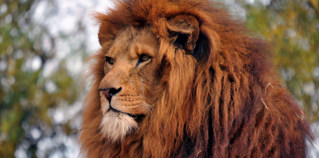 去非洲草原，要怎么做，才能不被狮子吃掉？