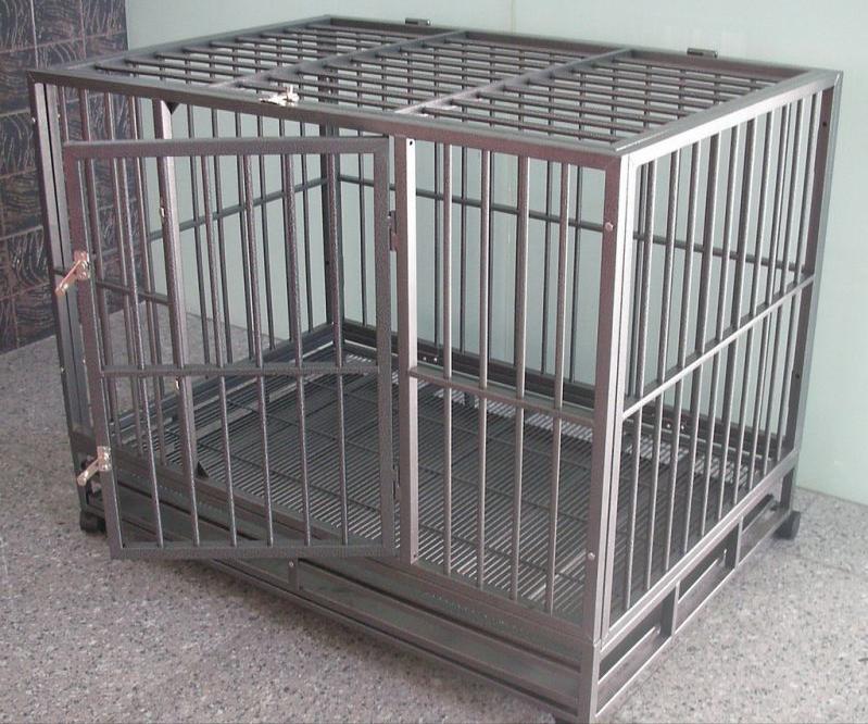 小金毛到家几天可以开始训练,小金毛刚到家该怎么养