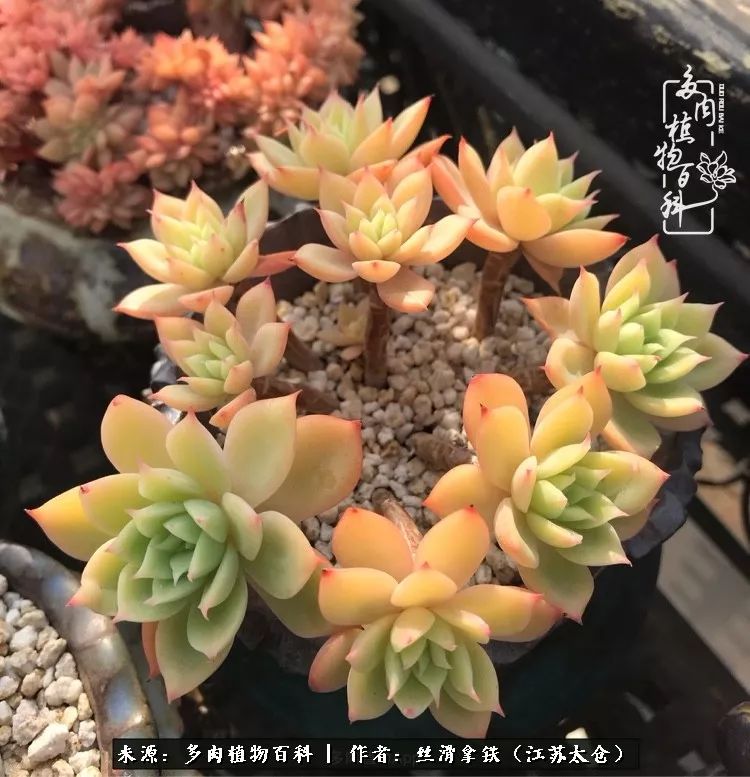 秋叶将落,秋叶即将落下你依然美丽