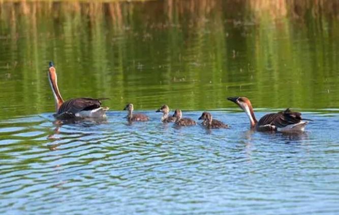 美洲雁养殖方法和注意事项,幼雁怎么养