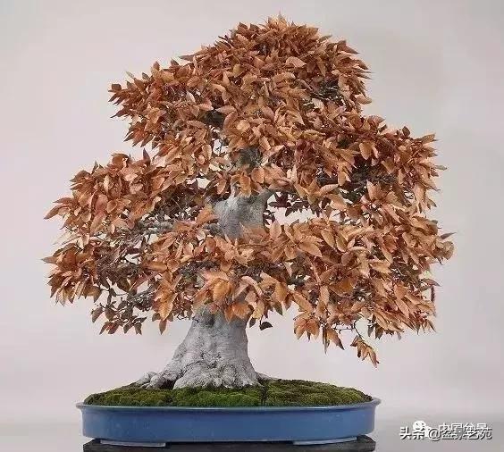 天生好养的36种盆景植物,好养的大盆景植物推荐