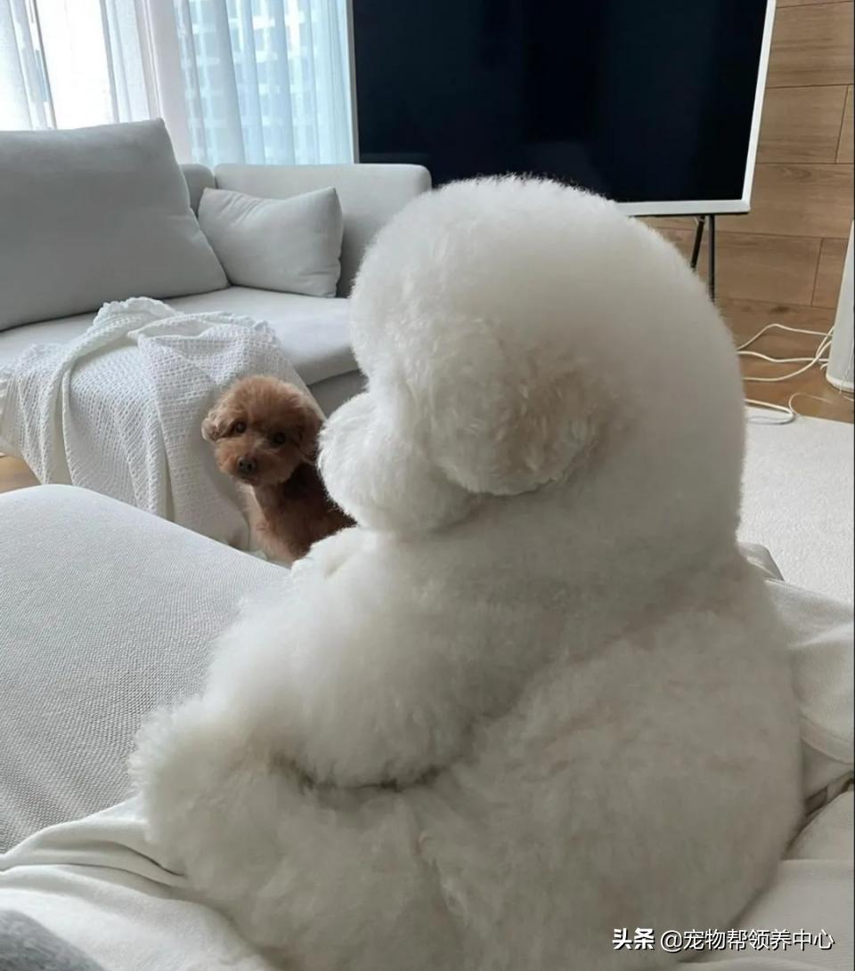 如何教比熊安静等待,比熊活蹦乱跳该怎么训练