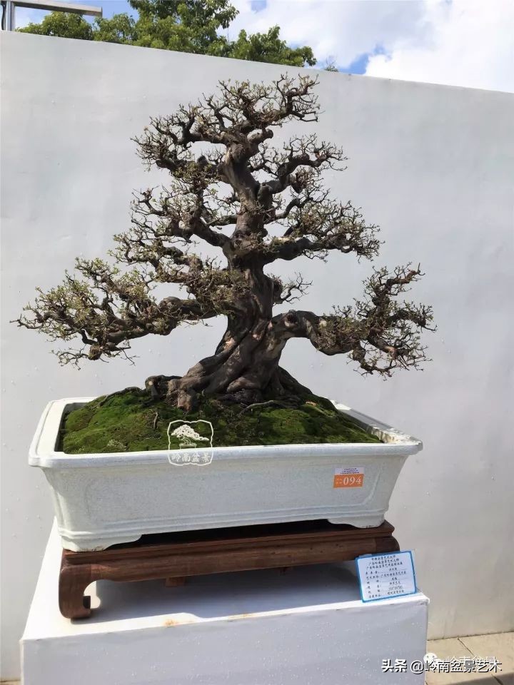 经典雀梅文人树盆景,十年以上的雀梅盆景图及价格