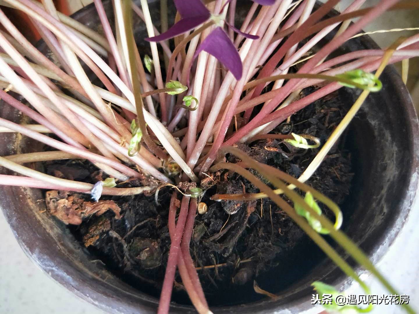 紫叶酢浆草入冬后可以晒太阳吗,紫叶酢浆草叶子发黑怎么办