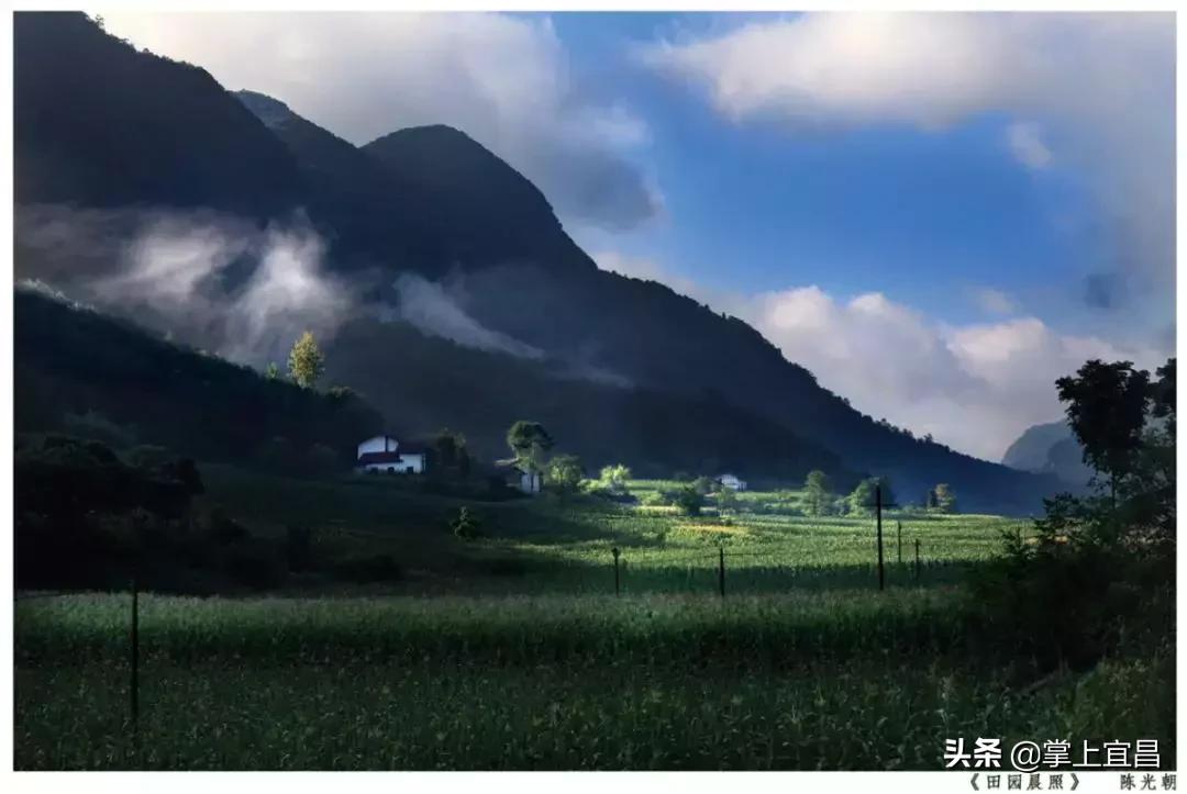 松子榛子,榛子东北榛子