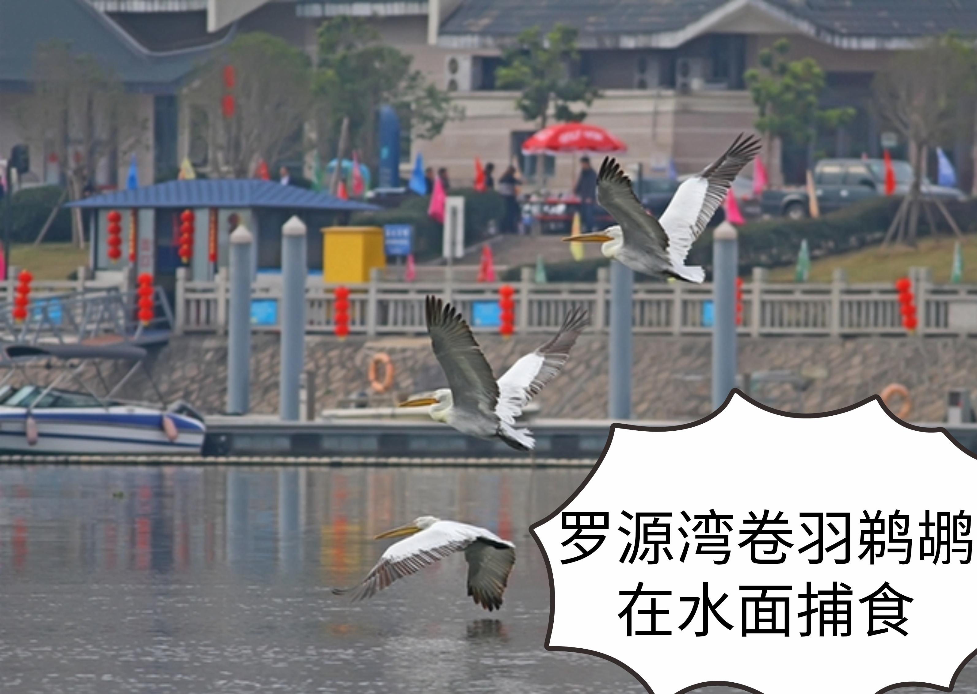 看起来威武霸气，其实比谁都嘴欠，带你了解鹈鹕的生活