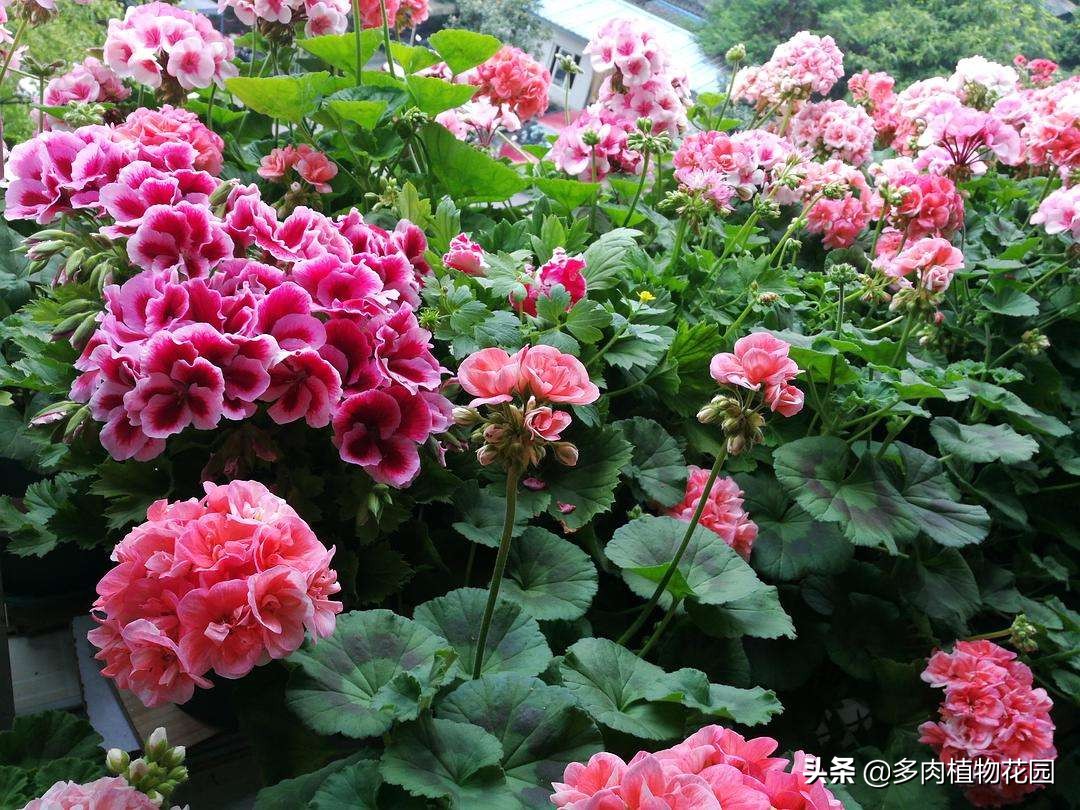 天竺葵不分枝怎么办,天竺葵不开花用什么肥