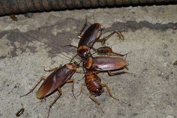 生活中的蟑螂,生活中什么治蟑螂