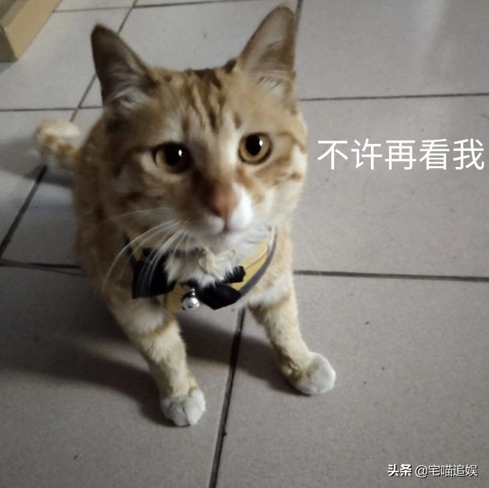 得猫瘟小猫什么都不吃,小猫得了猫瘟一直不死