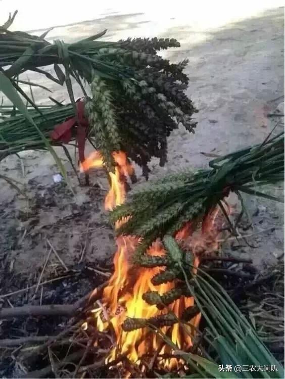 没这样吃过小麦,还好意思说你是农村人?烤麦,满满的回忆!