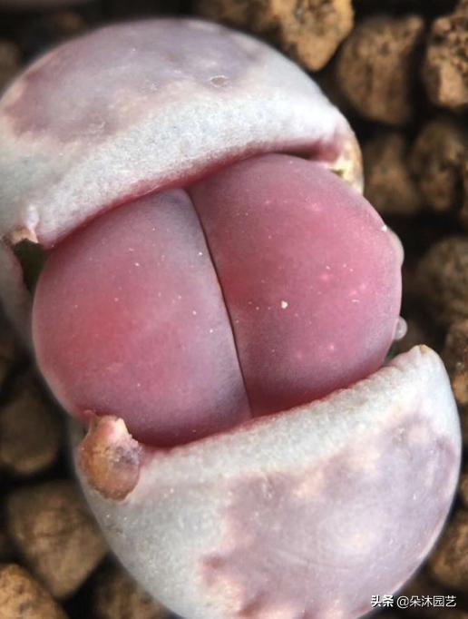 生石花扒皮看什么,生石花皮要扒吗