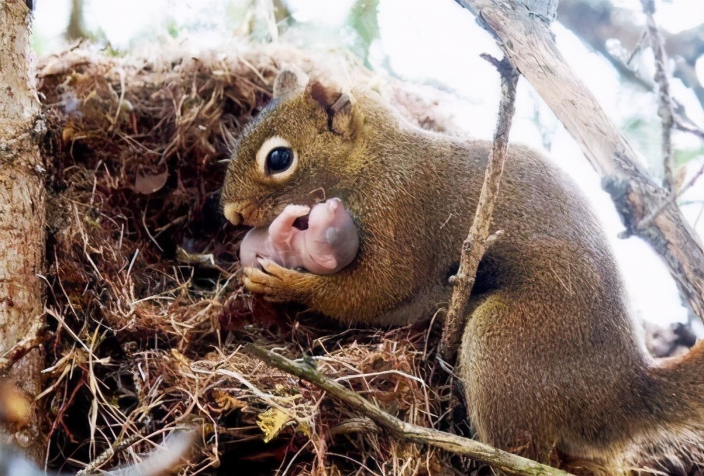 宫崎骏的幽灵公主告诉了我们什么,宫崎骏风之谷手稿