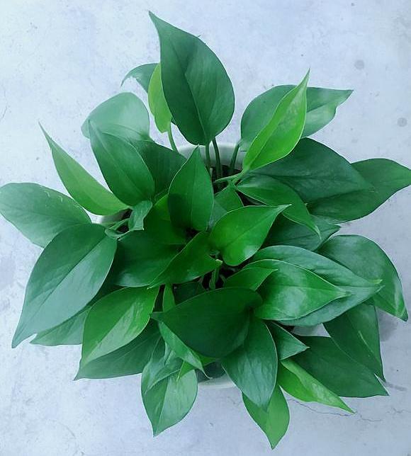 绿萝叶子发干快速补救方法,绿萝干叶的原因和解决方法