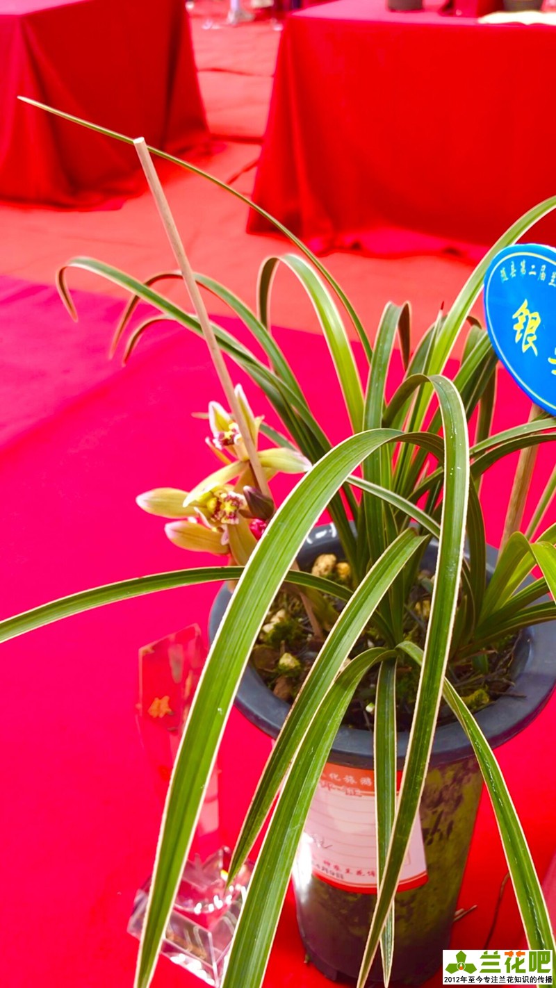 兰花边艺对照表,兰花边艺的种类