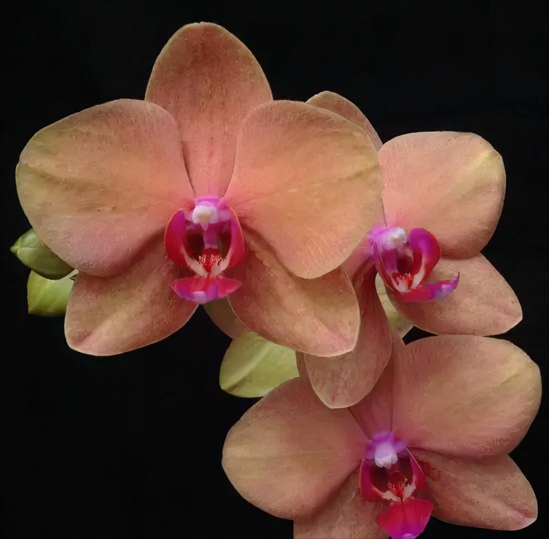 鍏拌姳绉嶇被鍥鹃壌,鐪嬭姦澶磋鲸鍏拌姳绉嶇被