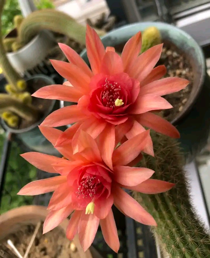 十个仙人球,最新30个仙人球品种