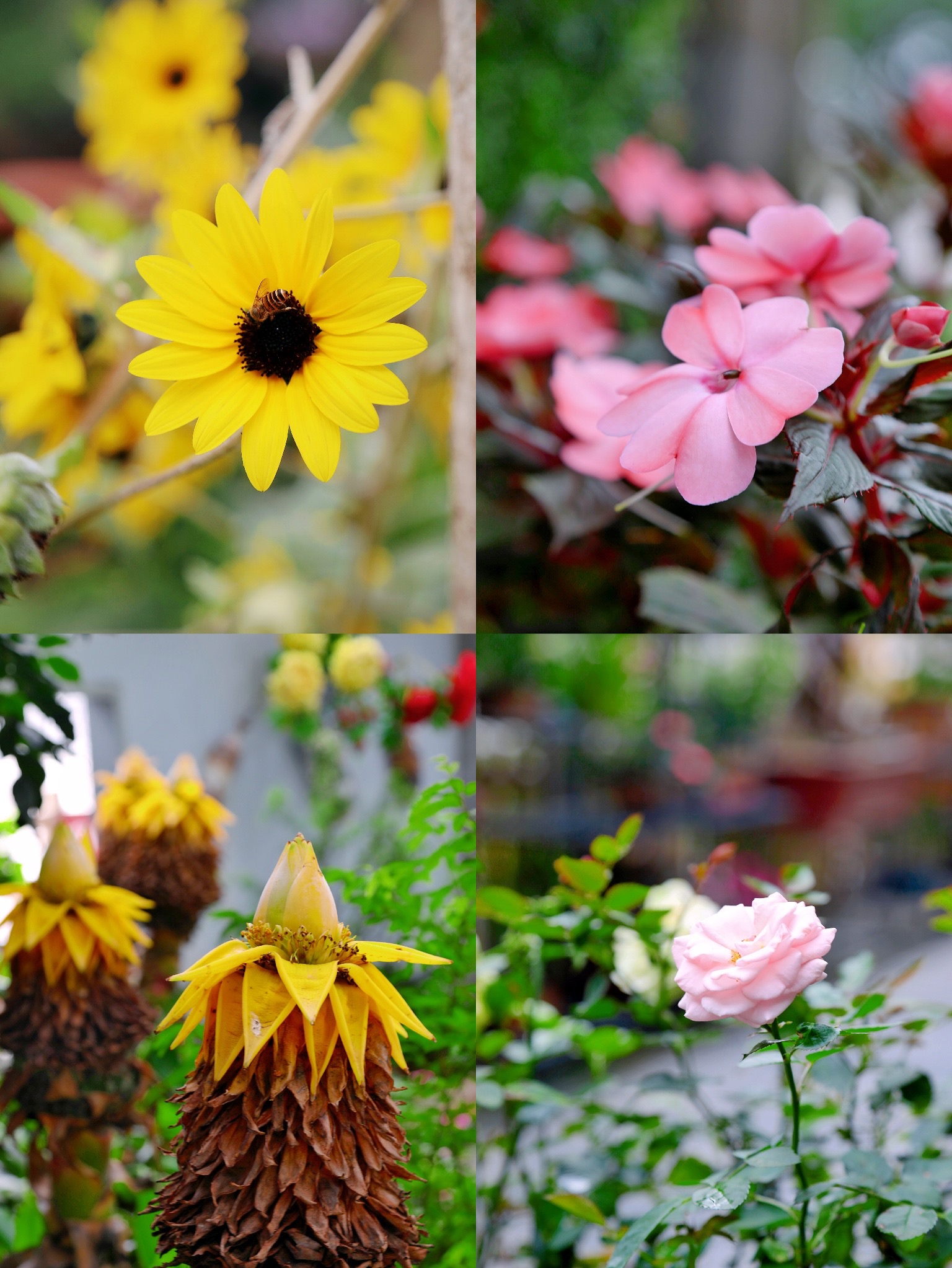 景点打卡东莞隐贤山庄,暑假东莞亲子游玩好去处隐贤山庄