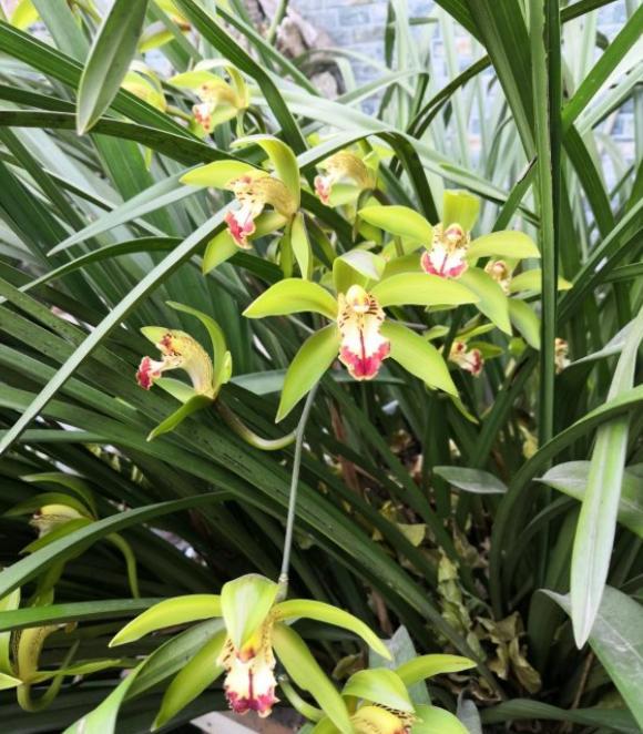 给兰花施肥，高手都是自己“调配”，偷偷告诉你“配方”，特好用