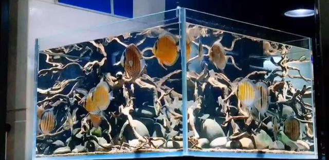 观赏鱼初入鱼缸注意事项,鱼缸养观赏鱼技巧