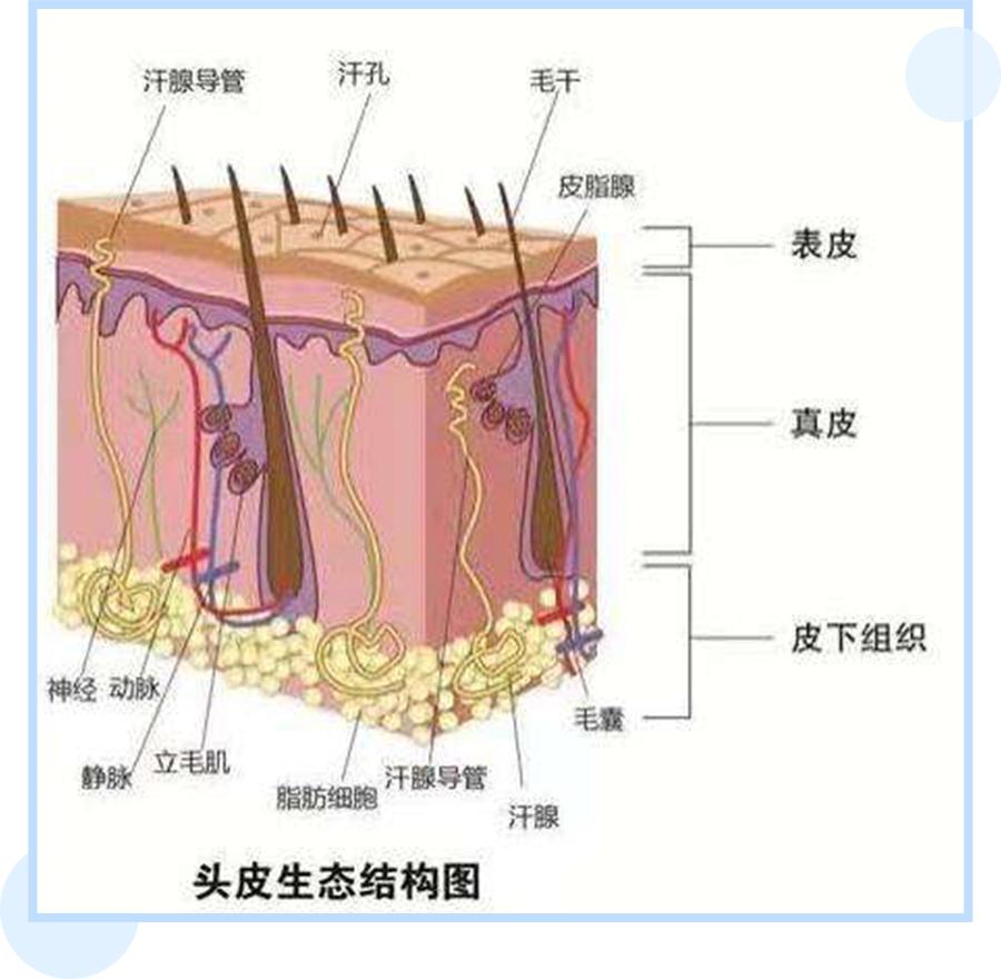 鞠婧祎全身造假,鞠婧祎头皮都整了吗