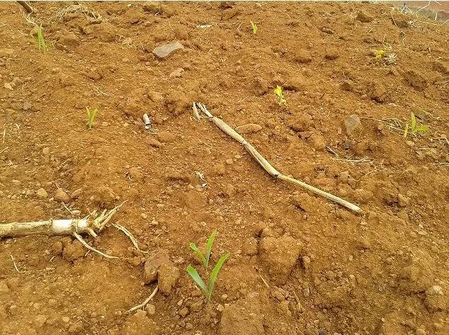 玉米播种深了不旺怎么办,玉米播种后下雨不出苗怎么办