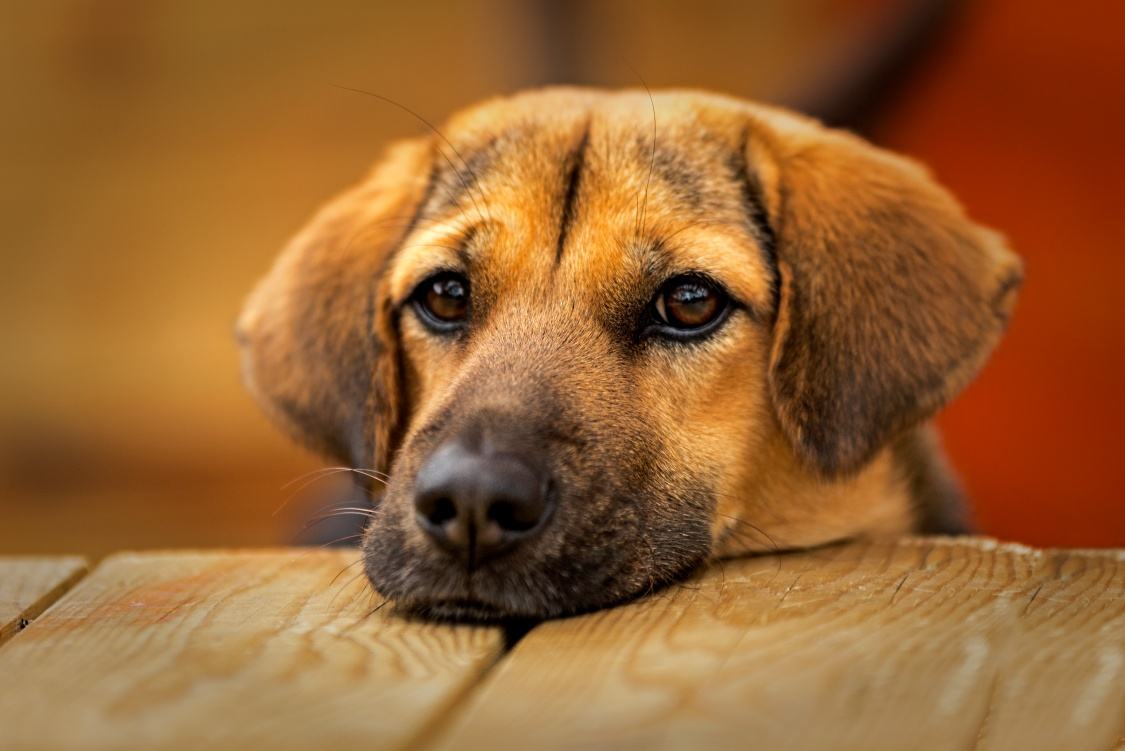 狗狗老是哼哼唧唧的是怎么回事,狗狗老是哼哼唧唧是什么原因