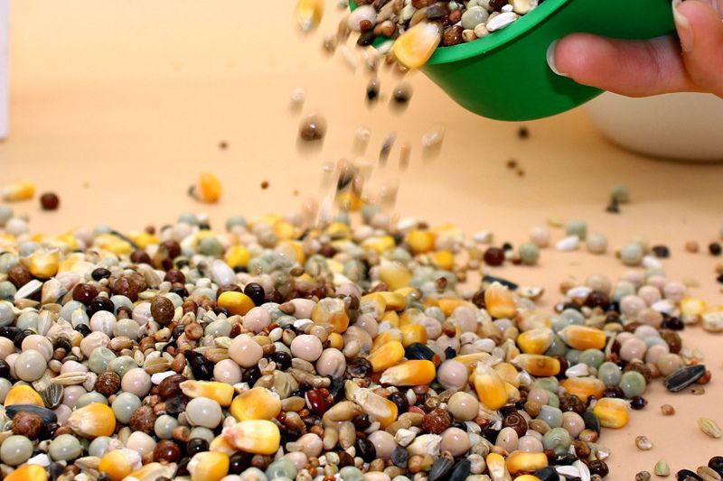 鸽子水样水便怎么治疗