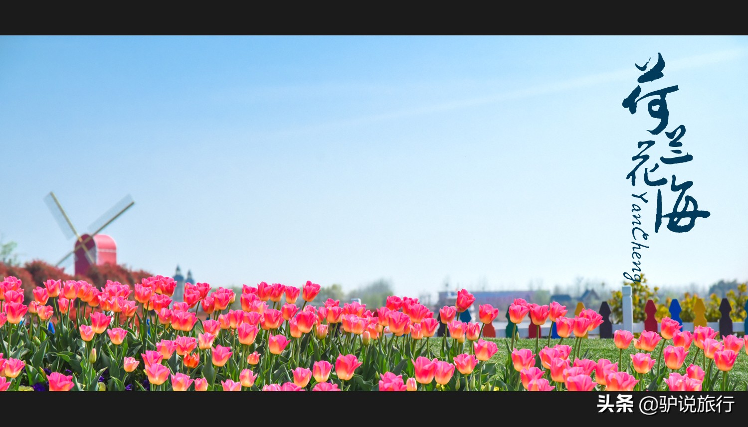郁金香中国,中国郁金香第一花海