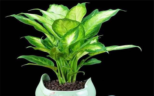 小盆植物中最会吸甲醛的是哪种,吸甲醛最好的植物哪种排名第一