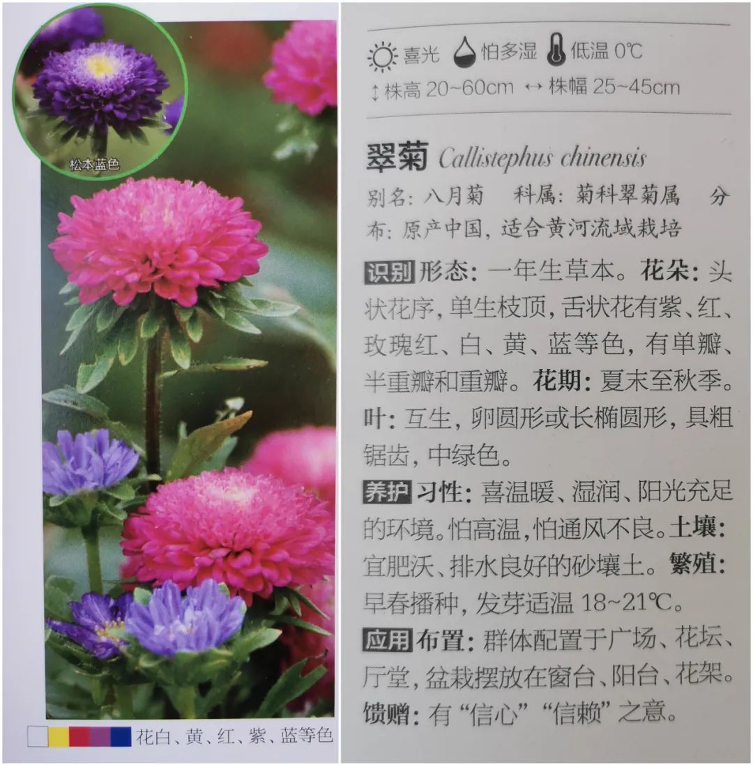 十二星座双子座的守护花,双子座守护花是什么星座