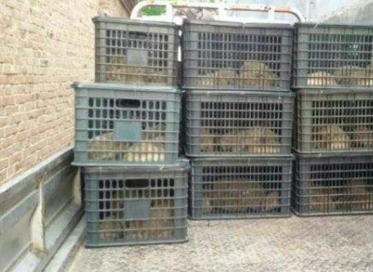 低成本养殖暴利,养殖梅花鹿30头多少成本多少利润