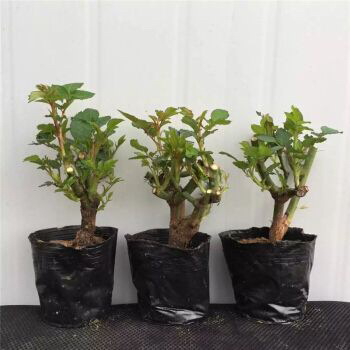 玫瑰老桩怎么养才花繁叶茂,老桩玫瑰长芽后怎么养