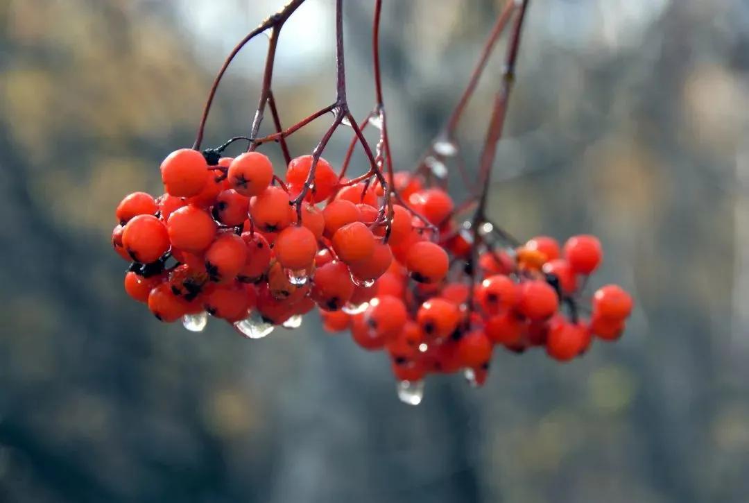 秋分秋色平分寒暑匀,暑离秋往秋分节气
