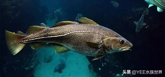 鳕鱼冷冻有科技吗,科学家研究鱼到底爱吃什么