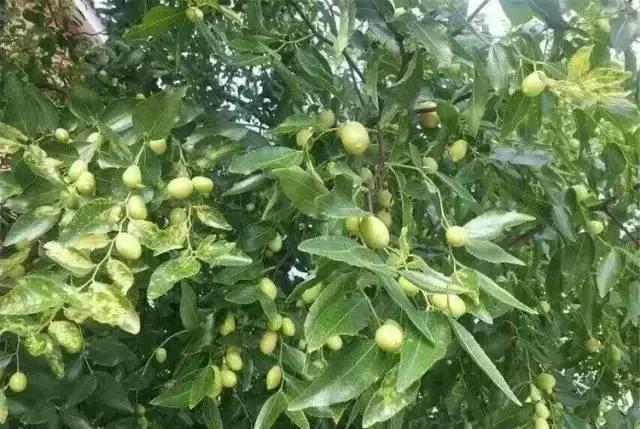 枣树施肥太多了脱皮还能成活吗,枣树环剥后未愈合施肥效果好吗