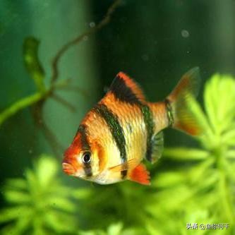 万能鱼药有用吗,鱼药真的管用吗