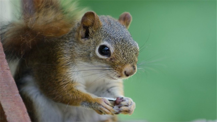 松鼠什么季节脱毛最好,松鼠脱毛