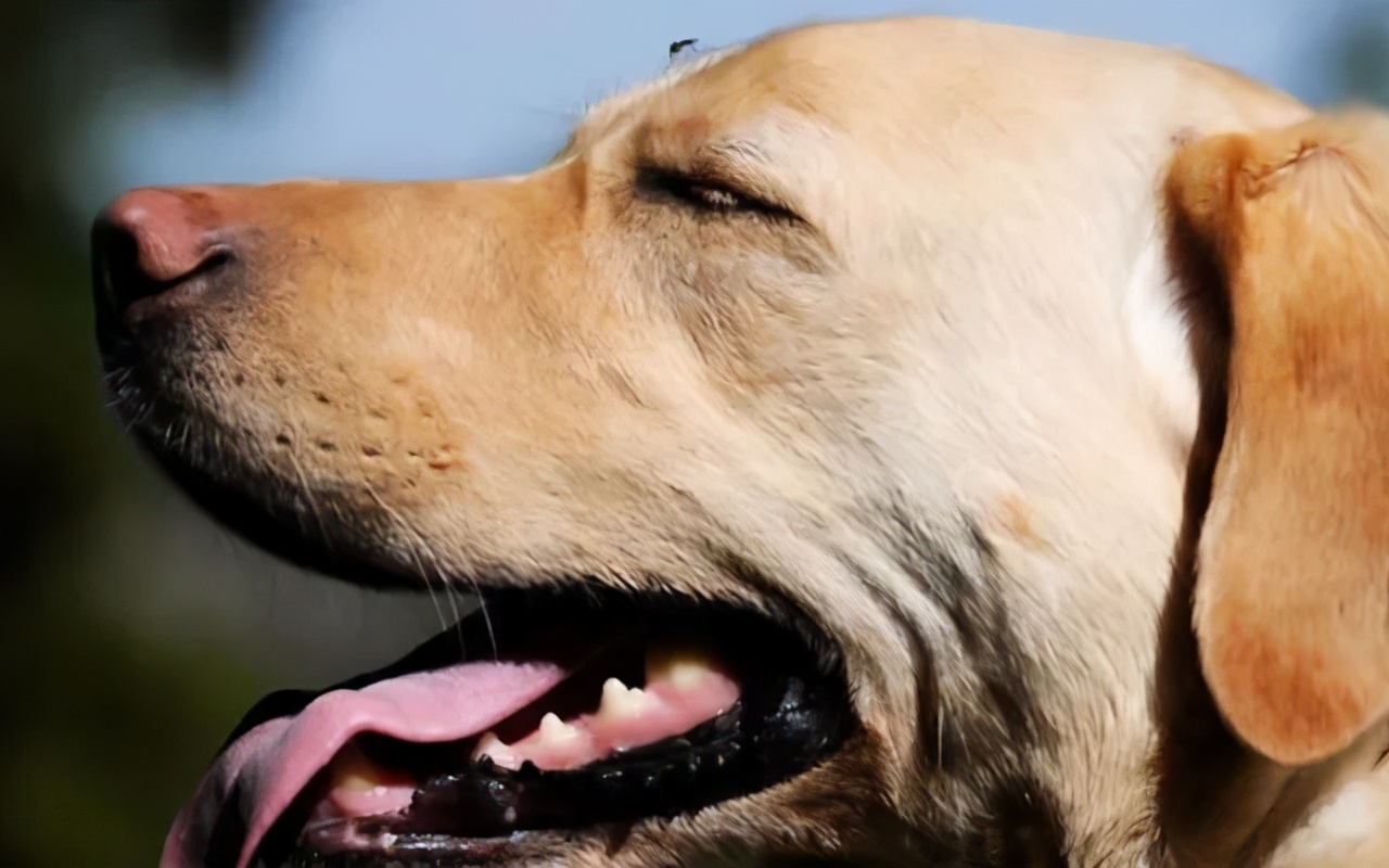 夏天蚊子多怎么给狗驱蚊,宠物用什么方法预防蚊子