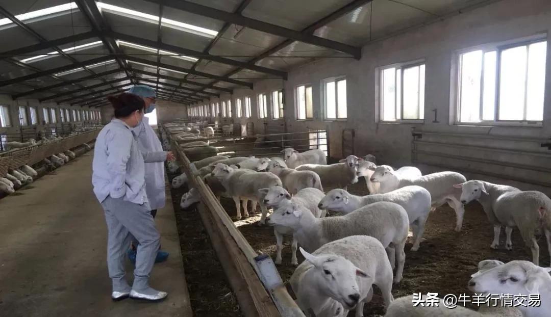 了解这些，就再也不怕羊生病了