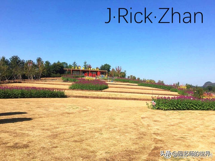 高尔夫果岭草坪家庭院子种植,麦冬草坪种植方法和注意事项