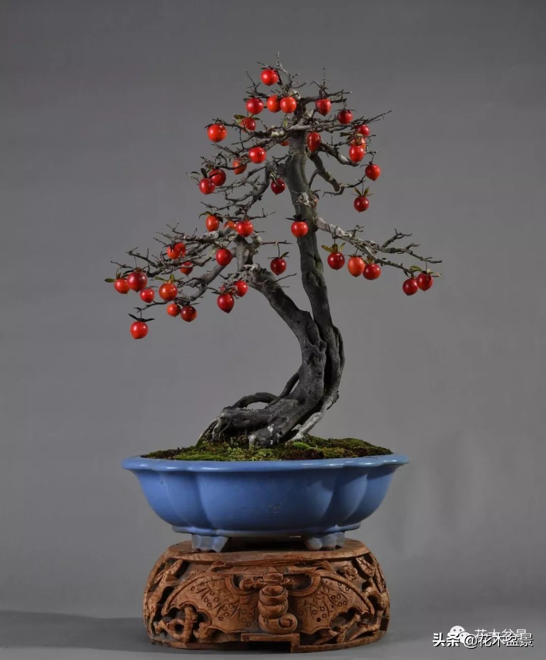 适合客厅养的盆景植物,茶桌上养什么盆景植物