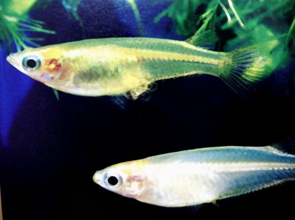 食蚊鱼入侵河北了吗,食蚊鱼我国入侵物种