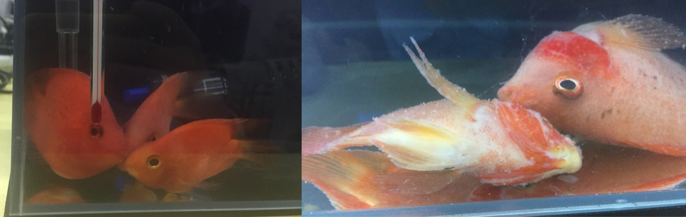 鹦鹉鱼体色发黑,鹦鹉羽色变黄