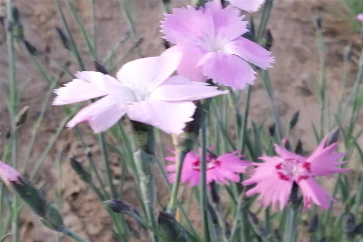 哆啦a梦大雄跟小哆啦抢年糕吃,朵拉与大雄全集免费观看完整版