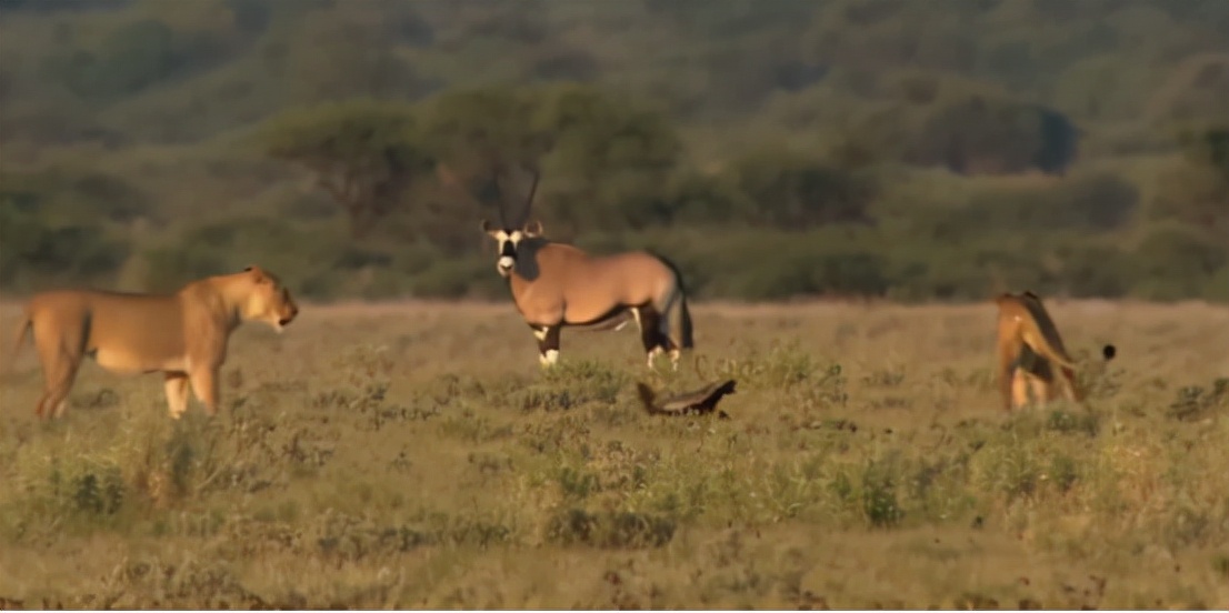 蜜獾两小时后继续享用毒蛇,蜜獾凶猛攻击人类