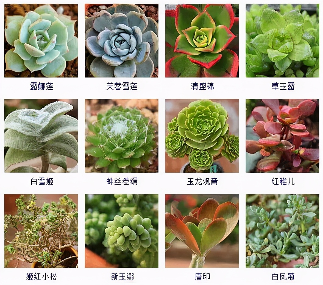 夏季型多肉植物品种有哪些好养,怎么判断我的多肉植物是什么品种