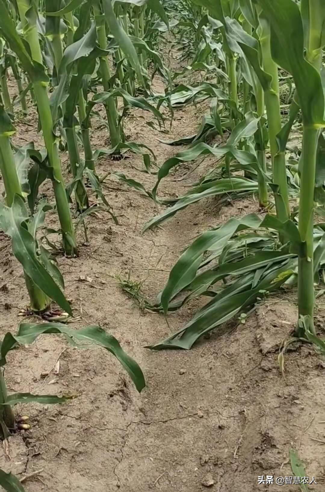 玉米苗长侧芽要拔掉吗,玉米长侧芽用掰吗