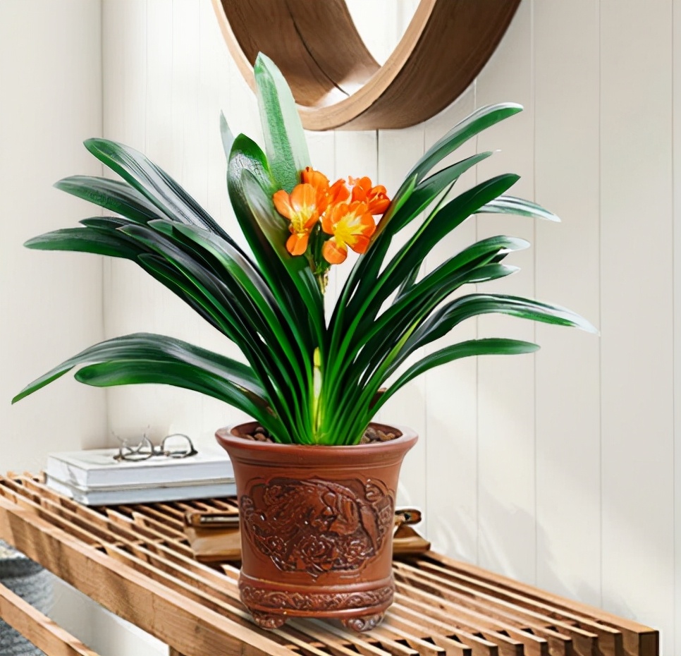 7种可以改善室内空气质量的绿植,7种花寓意美好净化空气花开不断