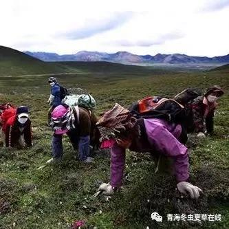 冬虫夏草价目表,冬虫夏草研究数据